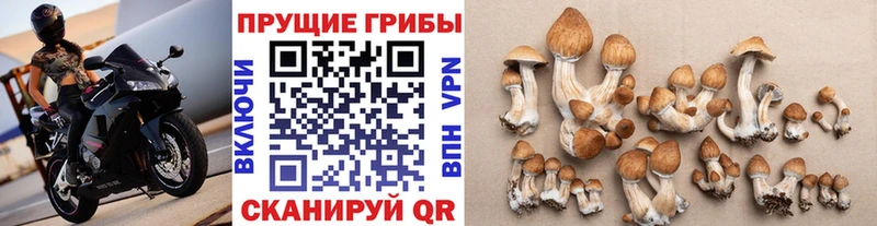 Псилоцибиновые грибы Cubensis  Котово 